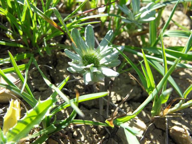 Filago asterisciflora